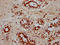 POU Class 5 Homeobox 1B antibody, LS-C681098, Lifespan Biosciences, Immunohistochemistry paraffin image 