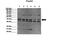 Forkhead Box A1 antibody, 27-652, ProSci, Western Blot image 