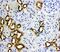HCNP antibody, PA1713, Boster Biological Technology, Immunohistochemistry paraffin image 