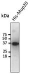 Major urinary protein 20 antibody, AB0114-200, Origene, Western Blot image 