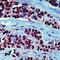 HSP90AA1 antibody, PA5-16341, Invitrogen Antibodies, Immunohistochemistry frozen image 