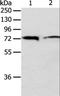 ANTXR Cell Adhesion Molecule 1 antibody, LS-C403722, Lifespan Biosciences, Western Blot image 