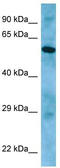 Aprataxin And PNKP Like Factor antibody, TA337774, Origene, Western Blot image 