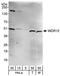 WD Repeat Domain 12 antibody, A302-651A, Bethyl Labs, Western Blot image 