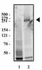CIG antibody, TA336913, Origene, Western Blot image 