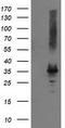 Pyrroline-5-Carboxylate Reductase 2 antibody, CF501897, Origene, Western Blot image 