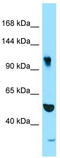 Synergin Gamma antibody, TA331234, Origene, Western Blot image 