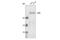 ATR Serine/Threonine Kinase antibody, 2790S, Cell Signaling Technology, Western Blot image 