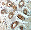 14-3-3 protein zeta/delta antibody, AP0195, ABclonal Technology, Immunohistochemistry paraffin image 