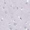 Phakinin antibody, PA5-58401, Invitrogen Antibodies, Immunohistochemistry frozen image 