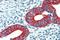 Erythrocyte Membrane Protein Band 4.1 Like 2 antibody, NBP1-06034, Novus Biologicals, Immunohistochemistry frozen image 