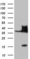 Homeobox protein Nkx-3.1 antibody, TA805231S, Origene, Western Blot image 