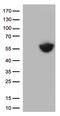 PD-L1 antibody, TA812993, Origene, Western Blot image 