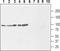 Solute Carrier Family 9 Member A1 antibody, PA5-77562, Invitrogen Antibodies, Western Blot image 