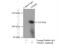 Nuclear factor NF-kappa-B p100 subunit antibody, 10409-2-AP, Proteintech Group, Immunoprecipitation image 