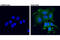 Akt antibody, 43506S, Cell Signaling Technology, Immunocytochemistry image 