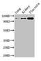hMSH4 antibody, LS-C395997, Lifespan Biosciences, Western Blot image 