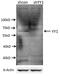 YY1 Transcription Factor antibody, 22156-1-AP, Proteintech Group, Western Blot image 