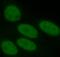 Acidic Nuclear Phosphoprotein 32 Family Member B antibody, FNab00447, FineTest, Immunofluorescence image 
