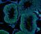 VASA antibody, M02448-1, Boster Biological Technology, Immunofluorescence image 
