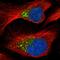 Procollagen C-proteinase enhancer 1 antibody, HPA042927, Atlas Antibodies, Immunofluorescence image 