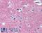 Syntaxin 1A antibody, LS-A9596, Lifespan Biosciences, Immunohistochemistry paraffin image 