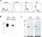 Caspase 1 antibody, ALX-804-530-C100, Enzo Life Sciences, Flow Cytometry image 