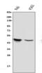 Apolipoprotein B MRNA Editing Enzyme Catalytic Subunit 3G antibody, M00708, Boster Biological Technology, Western Blot image 