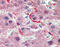 G Protein Signaling Modulator 2 antibody, 26-599, ProSci, Immunohistochemistry frozen image 