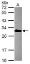 Homeobox protein engrailed-2 antibody, GTX109198, GeneTex, Western Blot image 