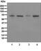 IAP2 antibody, ab108361, Abcam, Western Blot image 