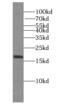 Mitochondrial import receptor subunit TOM22 homolog antibody, FNab08859, FineTest, Western Blot image 