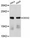 Desumoylating Isopeptidase 2 antibody, abx125757, Abbexa, Western Blot image 