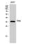 Lymphokine-activated killer T-cell-originated protein kinase antibody, STJ94976, St John