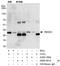 DNA damage-inducible transcript 4 protein antibody, A500-001A, Bethyl Labs, Immunoprecipitation image 