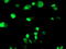 ERCC Excision Repair 4, Endonuclease Catalytic Subunit antibody, TA503261, Origene, Immunofluorescence image 