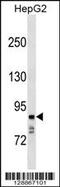 N-Acetylated Alpha-Linked Acidic Dipeptidase Like 1 antibody, 59-705, ProSci, Western Blot image 