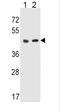 5-Hydroxytryptamine Receptor 4 antibody, abx026913, Abbexa, Western Blot image 