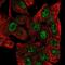Zinc Finger Protein 517 antibody, PA5-65942, Invitrogen Antibodies, Immunofluorescence image 