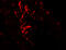p82 antibody, 7961, ProSci, Immunofluorescence image 