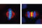 Inner Centromere Protein antibody, 2807S, Cell Signaling Technology, Immunofluorescence image 