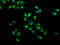 Integrin alpha-7 antibody, LS-C680691, Lifespan Biosciences, Immunofluorescence image 
