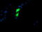 Golgi Membrane Protein 1 antibody, CF504112, Origene, Immunofluorescence image 