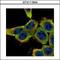 LYN Proto-Oncogene, Src Family Tyrosine Kinase antibody, GTX111584, GeneTex, Immunofluorescence image 