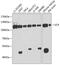 Valosin Containing Protein antibody, 14-951, ProSci, Western Blot image 