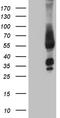 Family With Sequence Similarity 170 Member A antibody, TA809594, Origene, Western Blot image 