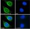 E3 ubiquitin-protein ligase RNF125 antibody, LS-C55610, Lifespan Biosciences, Immunofluorescence image 
