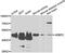 Zinc finger protein AEBP2 antibody, abx006649, Abbexa, Western Blot image 