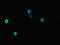 A-Raf Proto-Oncogene, Serine/Threonine Kinase antibody, orb43860, Biorbyt, Immunofluorescence image 