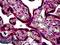 Stromelysin-2 antibody, LS-B5174, Lifespan Biosciences, Immunohistochemistry frozen image 